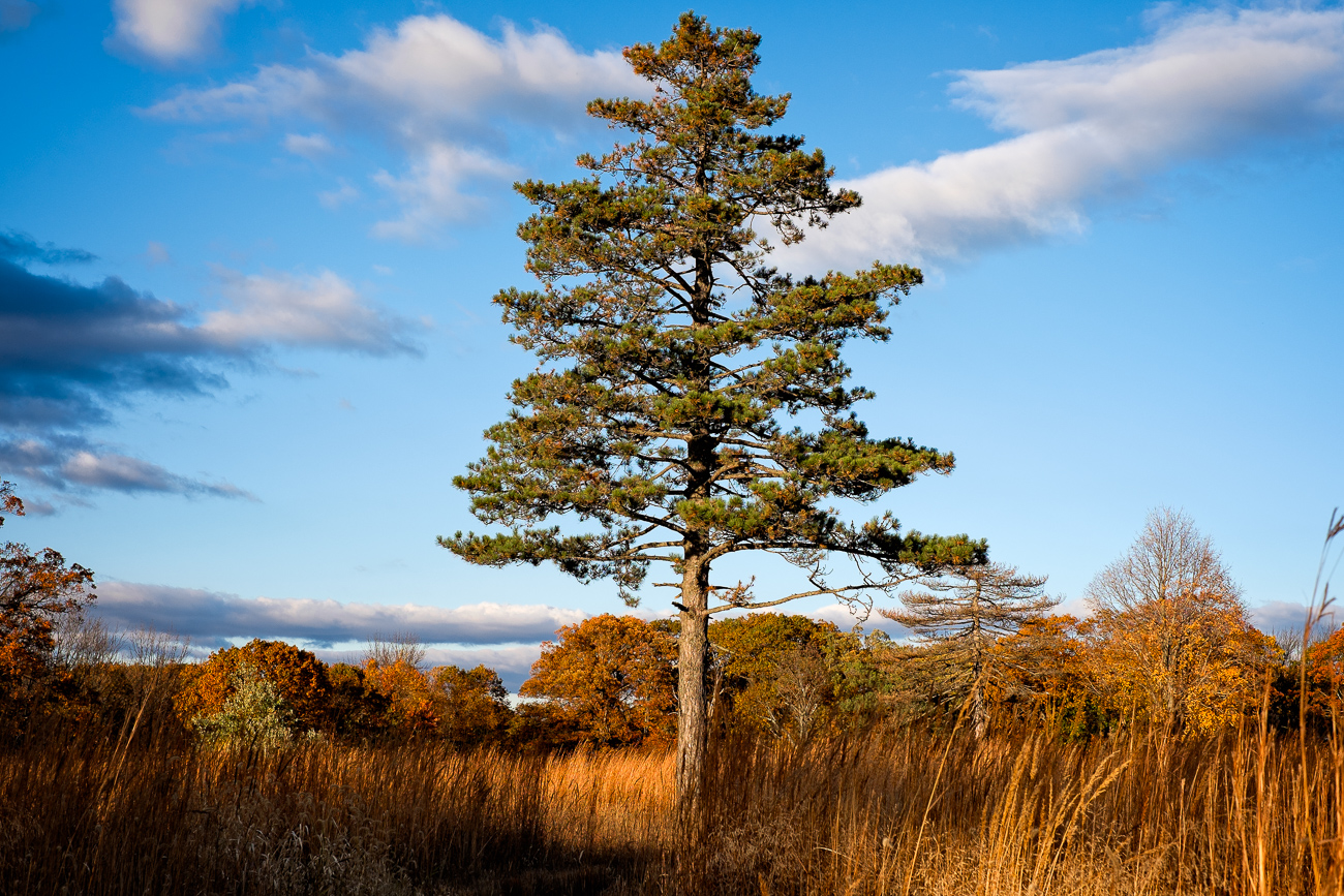 Hilltop Conservancy Lonesome Pine