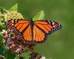 Monarch Butterfly Hilltop Reservation