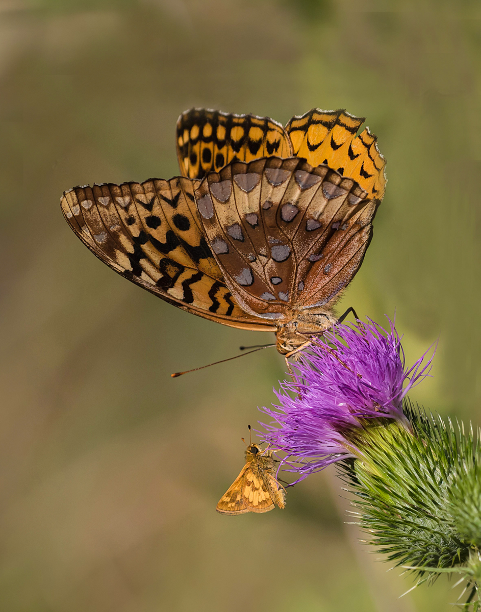 Great Spangled Fritillary; Pecks Skipper (Credit:  Janet Markman)