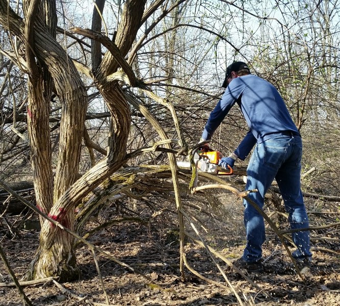 Removing invasive bush honeysuckle Removing invasive bush honeysuckle at Hilltop Reservation