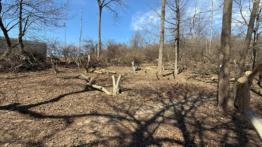 Brush Clearing Progress